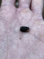 Trogidae