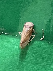Iassus lanio