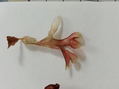 Coccotylus truncatus