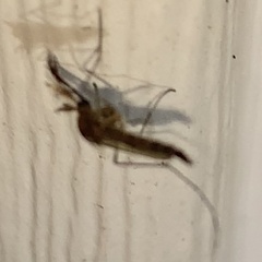 Aedes vexans