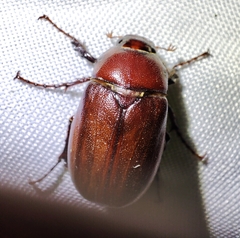 Phyllophaga