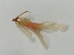 Coccotylus truncatus