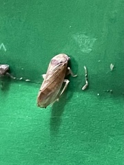 Iassus lanio