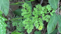 Scandiceae