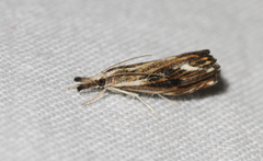 Catoptria verellus