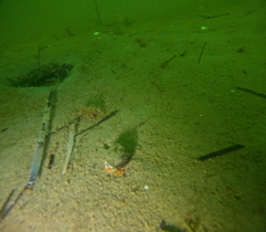 Pagurus acadianus