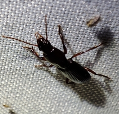 Stenomorphus