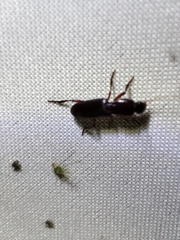 Stenomorphus