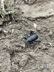 Coelocnemis dilaticollis