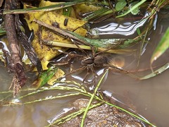 Ancylometes bogotensis