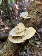 Trametes menziesii