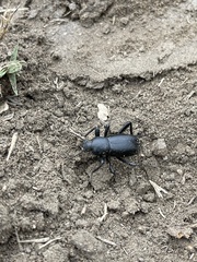 Coelocnemis dilaticollis