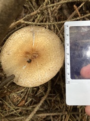 Agaricus smithianus