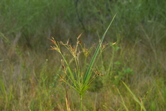Rhynchospora corniculata