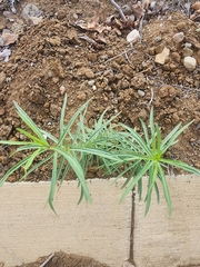 Asclepias fascicularis