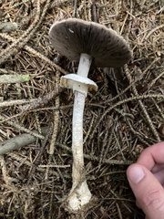 Agaricus smithianus