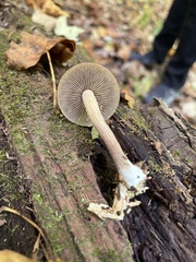Psathyrella piluliformis