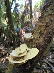 Trametes menziesii