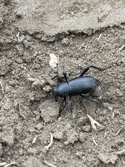 Coelocnemis dilaticollis