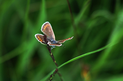 Plebejus argus
