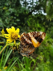 Hypanartia godmanii
