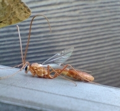 Ophion obscuratus