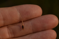 Rhynchospora corniculata