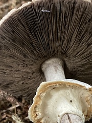 Agaricus smithianus
