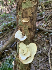 Trametes menziesii