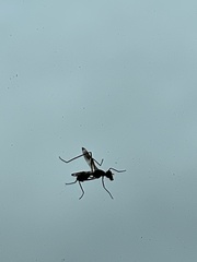 Taeniaptera trivittata