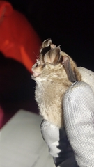 Rhinolophus euryale