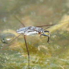 Neogerris hesione