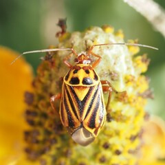 Calocoris barberi