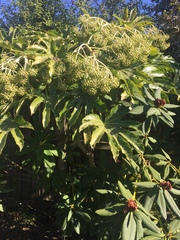 Fatsia japonica