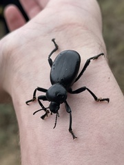 Eleodes grandicollis