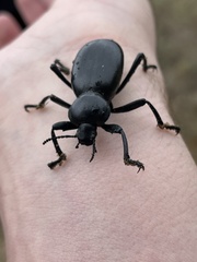 Eleodes grandicollis