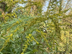 Solidago canadensis