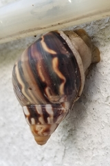 Drymaeus multilineatus