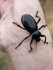 Eleodes grandicollis