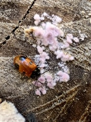 Endomychus biguttatus