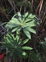 Lupinus polyphyllus