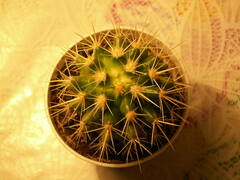 Kroenleinia grusonii