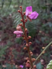 Macropsychanthus macrocarpus