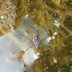 Neogerris hesione