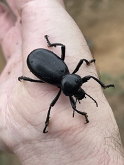 Eleodes grandicollis