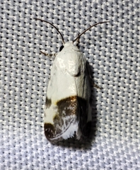 Acontia