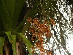 Cyrtochilum