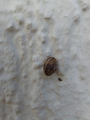 Hygromia cinctella