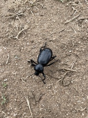 Eleodes grandicollis