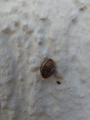 Hygromia cinctella